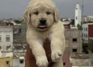 golden retriever chien