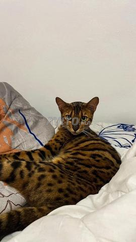 Femelle Bengal à vendre – 1 an et demi 