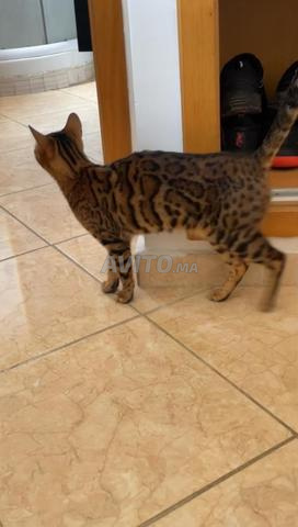 Femelle Bengal à vendre – 1 an et demi  - 2