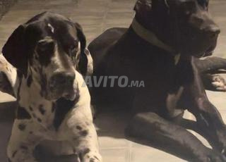 Dog allemand arlequin et merle