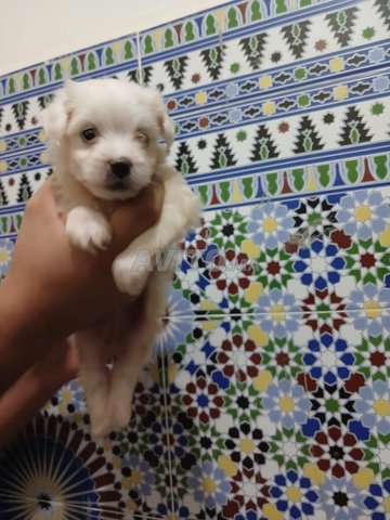 Bichon Maltais