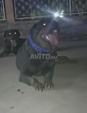 Rottweiler femelle à vendre 