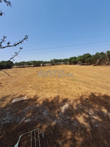 Terrain à vendre sidi hajjaj chellalate 1 500 m2