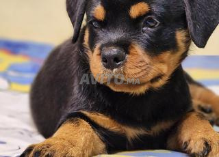 ROTTWEILER 
