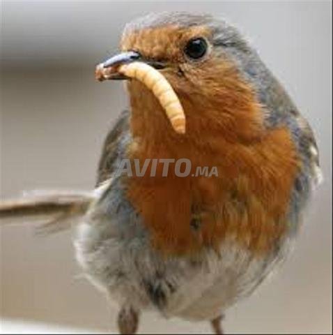 يرقات القبابي 