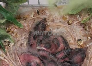 2 فراخ ميستو