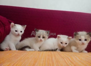 قطط راغدول للبيع (للحجز)