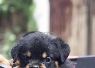 Rottweiler chien