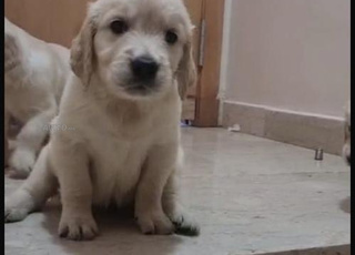 golden retriever chien