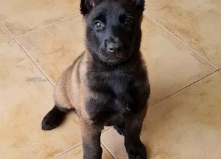malinois chien