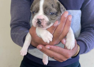 bulldog français chien