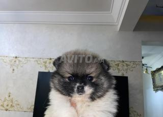 بوميرانيان من سلالة نقية