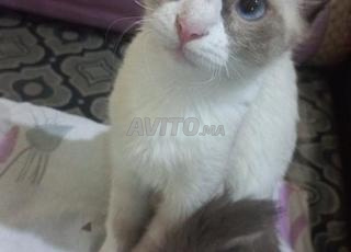 الدار البيضاء 