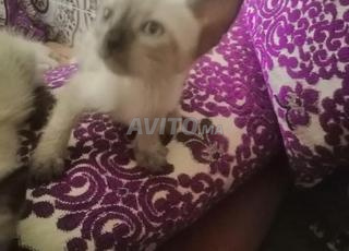 بيع اثنان قطة السلالة