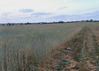 Terrain agricole à vendre