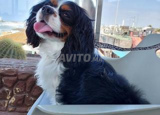 Cavalier king Charles, 14 mois. hyper affectueux