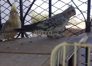 طيور الكوكتيل