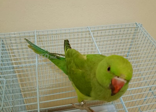 perruche à collier vert mâle bague 2025