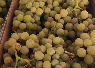 Raisin d'Italie en gros (mouska)