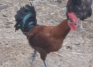 ديوك بلدية للبيع 