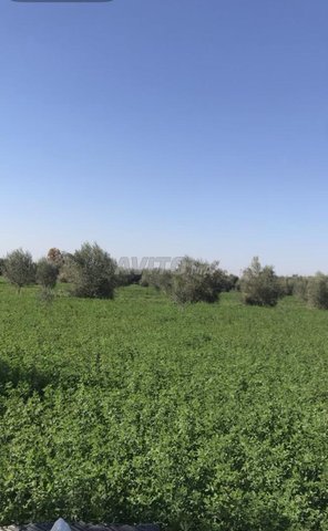 أرض فلاحية مسقية للبيع – جماعة الفقيه بنصالح