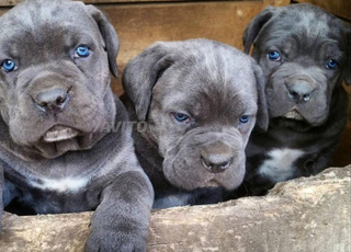 cane corso 