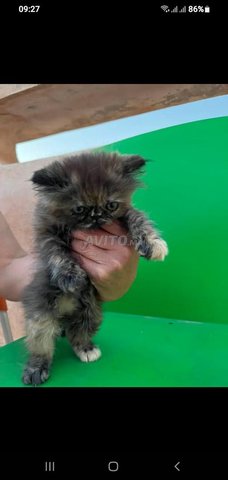 Chat persan Chinchila piki femelle