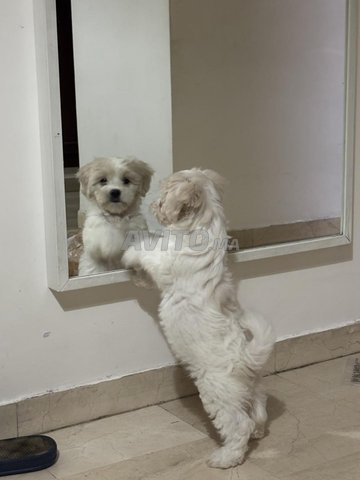 Adorable bichon maltais 2 mois et demi 