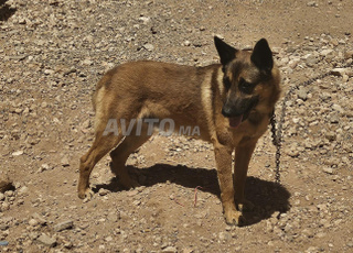 Chien Malinois, croisé Berger Allemand