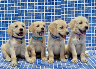 Chiots Golden Retriever femelles