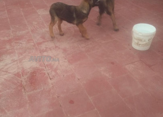 كلبان ملينوا