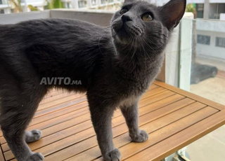  chat Chartreux