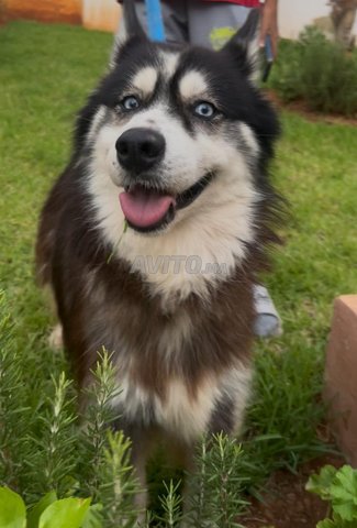 husky هاسكي