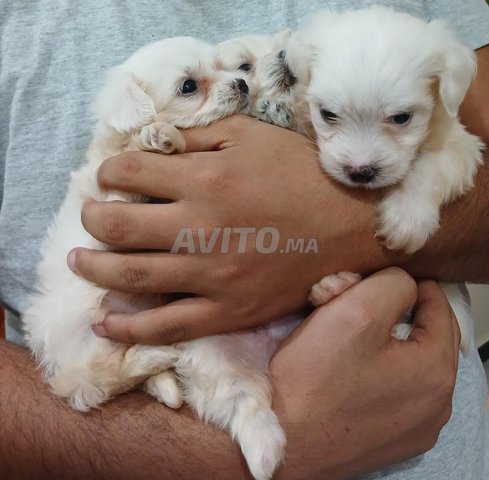 Bichon maltais