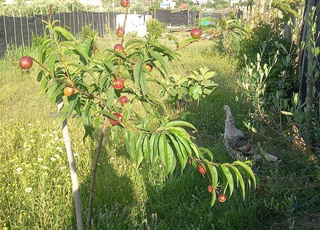 ارض ممتازة للبيع امسا 1000 متر مربع جوج دلواجهات