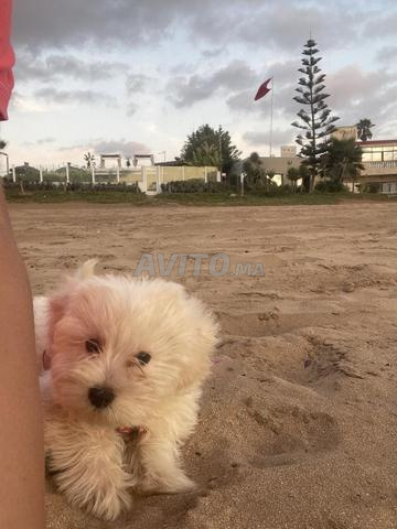 bichon maltais 2mois et demi - 2