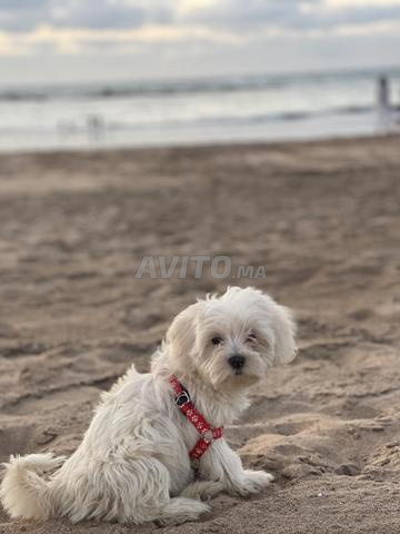bichon maltais 2mois et demi
