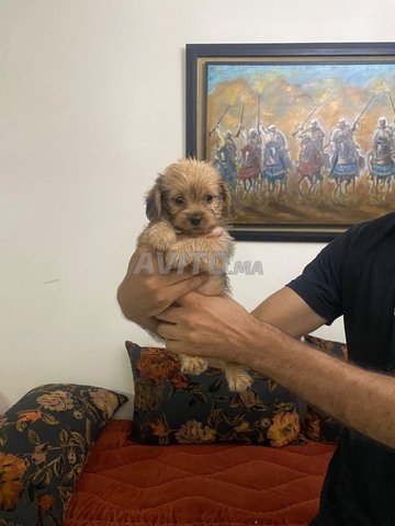 Adorables chiots bichon mix a vendre