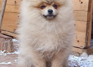 spitz pedigree  champion  2025