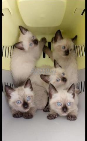 chat siamois et oungoura  - 2