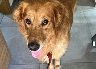 Golden retriever 2 mois