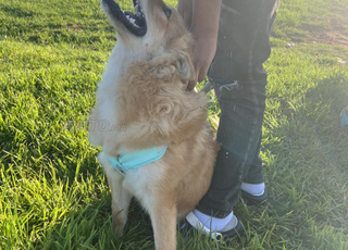 chowchow croisé pinikoi 4mois 