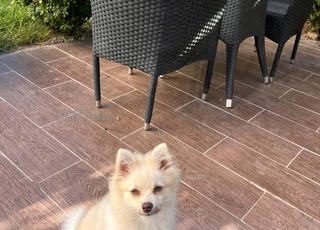 spitz nain de 5 mois vacciné avec carnet