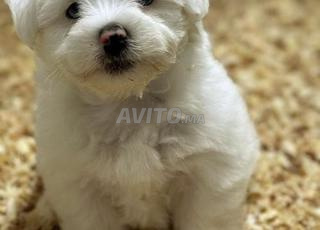 bichon maltaise chien