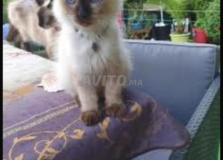 siamois sacre de bernan