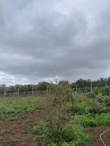 Terrain agricole 7 hectares 40 km de rabat 