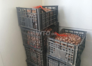 شبكة الحلزون جميع الألوان متوفرة