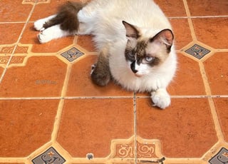 une chat ragdoll siamois