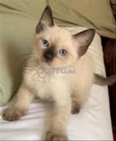 siamo chat