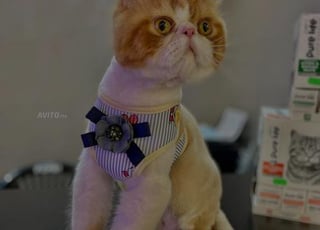 Chat persan a vendre